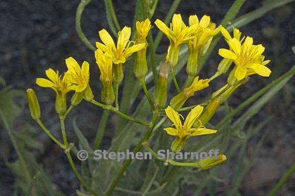 crepis acuminata 3 graphic